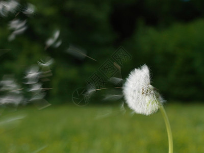 蒲公英随风飘扬背景图片