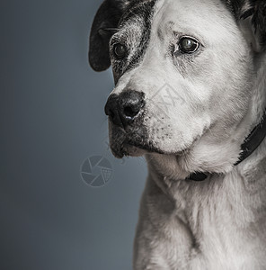 斗牛和大丹犬混血犬肖像背景图片