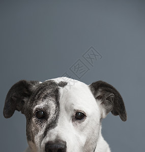 斗牛和大丹犬混血犬肖像背景图片