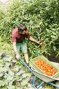 有机农场轮车番茄农民图片