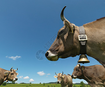 田间奶牛领导牛特写高清图片