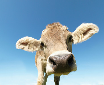 农场牛奶牛在田里，特写镜头背景