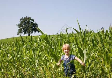 在玉米地里玩耍的男孩图片