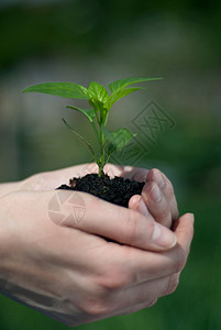 手捧植物泥土高清图片素材