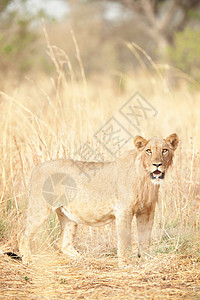 喀麦隆北部瓦扎国家公园酷热的狮子图片