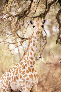 喀麦隆北部瓦扎国家公园里的长颈鹿图片
