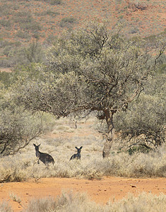 南澳西冲澳大利亚南澳大利亚州国家公园的西部灰袋鼠背景