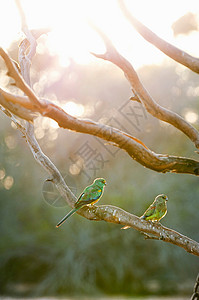 清晨鸟儿坐在树枝上图片