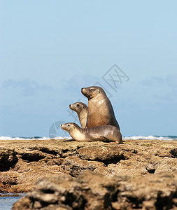 艾尔半岛贝尔德湾海狮坐在岩石上图片