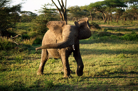 坦桑尼亚塞伦盖蒂国家公园一头愤怒的非洲象图片素材