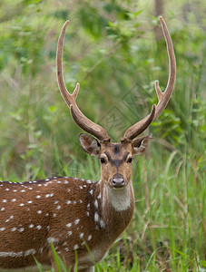 一只鹿喀拉拉邦韦亚纳德穆尚加野生动物保护区的梅花鹿背景
