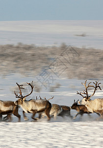驯鹿在雪地里奔跑高清图片