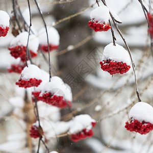 被雪覆盖的红浆果图片