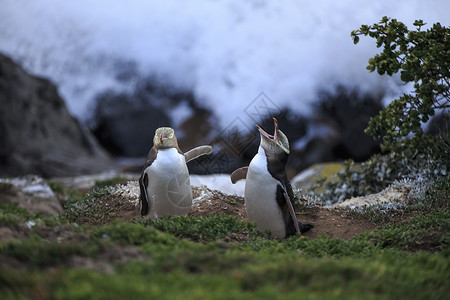 摩拉基大圆石新西兰莫拉基卡蒂基角海岸两只黄眼企鹅背景