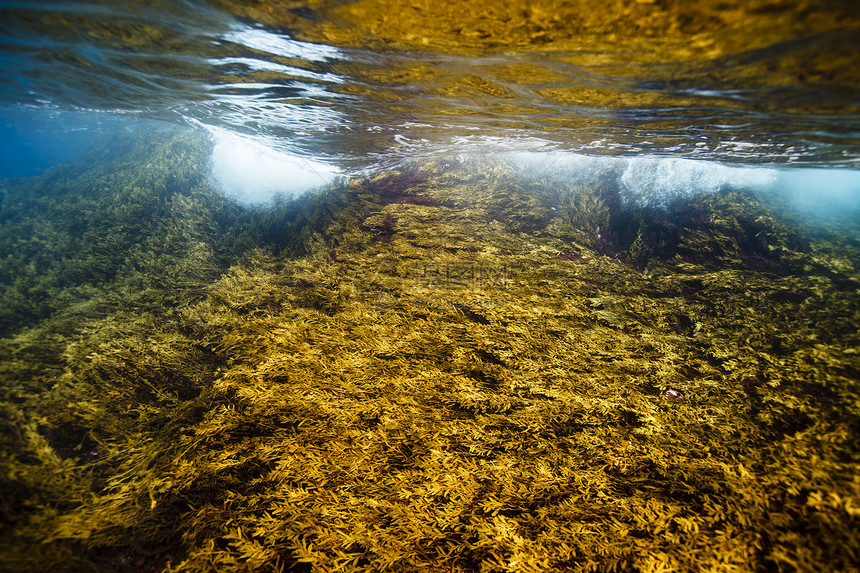 红棕色新西兰海藻，潮间带，贫穷骑士岛海洋保护区，新西兰图片