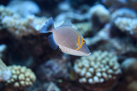 库克群岛帕默斯顿环礁弯刀三角鱼（萨夫拉门囊）水下视图背景图片