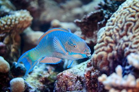 珊瑚礁鹦嘴鱼库克群岛帕默斯顿环礁前绿龙（礁冠鹦嘴鱼）水下视图背景