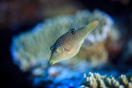库克群岛帕默斯顿环礁的索兰德里坎蒂加斯特（索兰德托比）水下视图背景图片