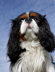 狗的肖像欧洲的高清图片素材