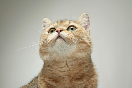 猫的肖像背景图片