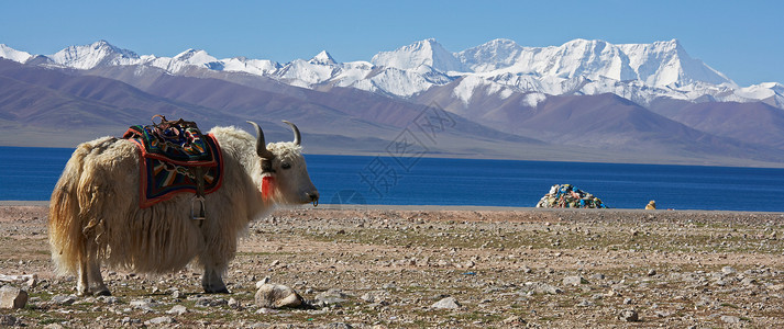 牛轧雪酥在岩石景观中放牧的白牦牛背景