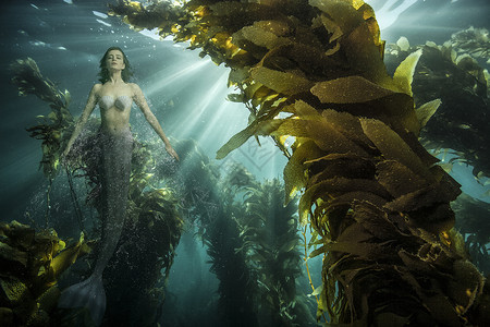 游泳的美人鱼海带森林中闭眼美人鱼的水下景色背景