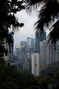 香港观树图片