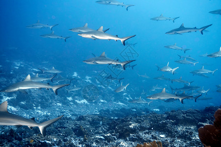 海洋生物白头礁鲨在海里游泳背景