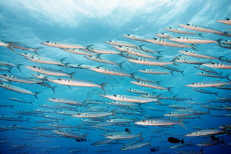鱼群簇拥梭鱼在海洋中穿梭背景