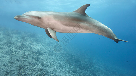 海洋游泳宽吻海豚在海里游泳背景