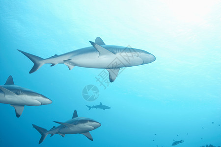 张大嘴巴鲨鱼白头礁鲨在海里游泳背景