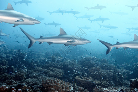 海洋生物鲨鱼白尖礁鲨在珊瑚中游泳背景