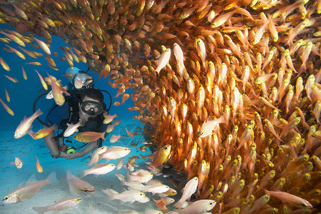氧气罐玻璃鱼群中的雄性潜水员背景