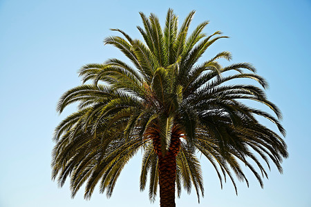 洛杉矶的棕榈树图片