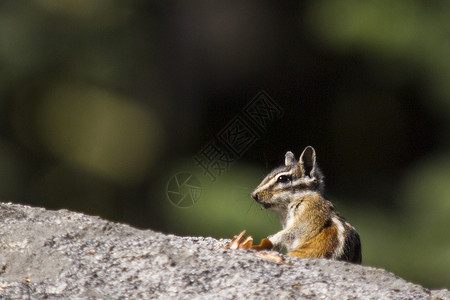 美国加利福尼亚州约塞米蒂国家公园花栗鼠图片