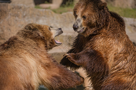 棕色的熊两只灰熊打架背景