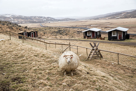 冰岛Husafell农场里的羊图片