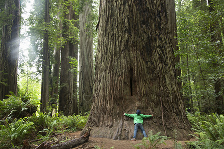 男孩抱着树干背景图片