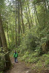 美国加利福尼亚州红杉国家公园，男孩在小路上行走图片