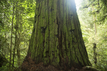 美国加利福尼亚州红杉国家公园树干背景图片