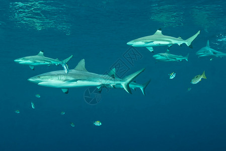 水下暗礁鲨鱼背景图片