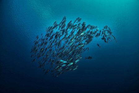 所罗门群岛水中的鱼群背景
