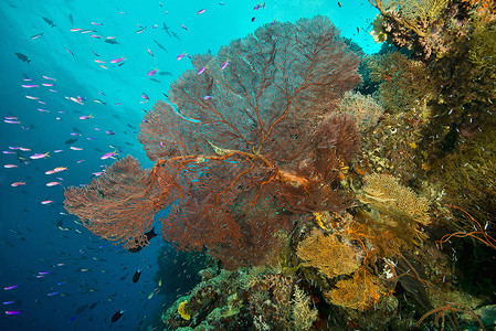 珊瑚和海洋植物图片