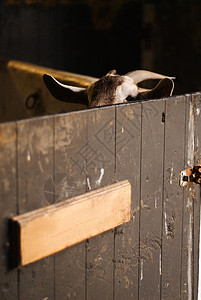 谷仓里的山羊高清图片