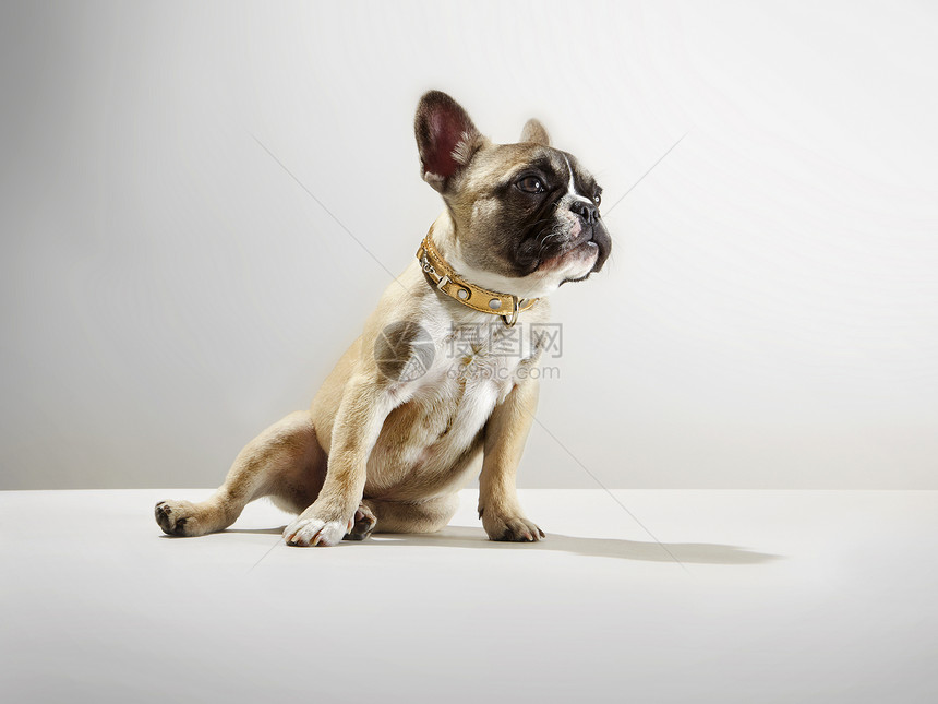 工作室狗的肖像图片