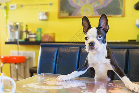 餐桌上可爱狗的画像图片