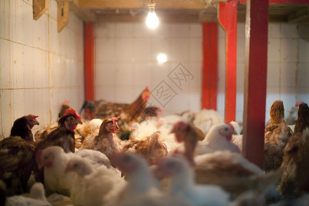 母鸡群背景图片
