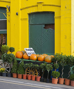 威尔士兰迪洛花店外出售的南瓜图片