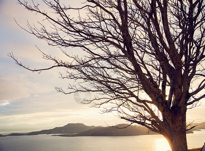 日落时的裸树和湖景图片
