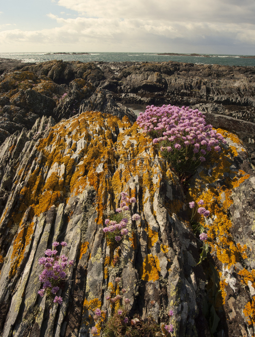 生长在苏格兰科伦萨岛海岸岩石裂缝中的节俭的海洋图片